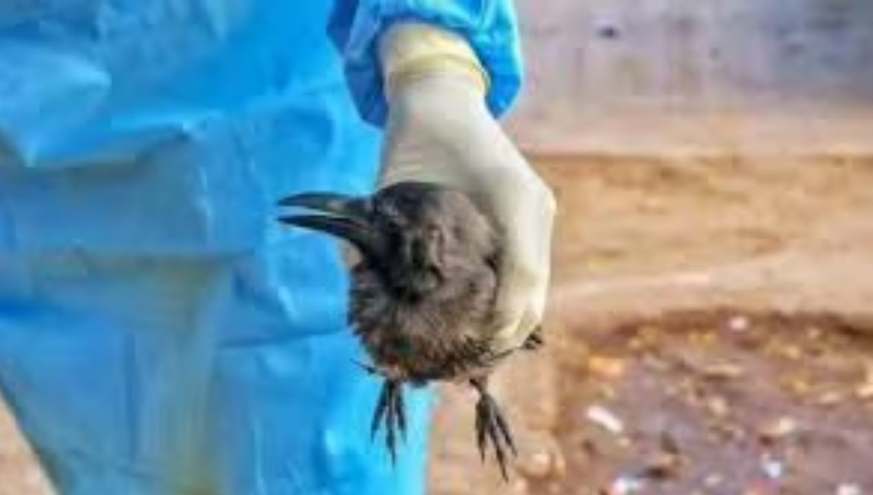 Bird Flu Spreads to Six Bihar Districts, Fresh Cases Found in Crows in ...