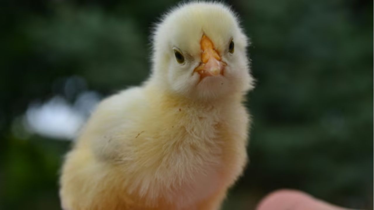 Chinese Woman Accidentally Roasts Newborn Chick While Trying to Keep It Warm