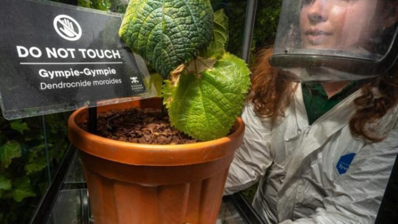 “What is Gympie-Gympie? The World’s Most Poisonous Plant That Drove a Man to Shoot Himself