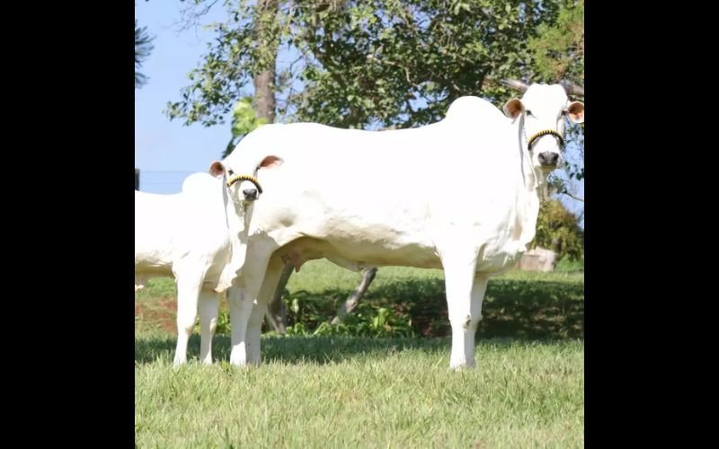 Who is Viatina? The World’s Most Expensive Cow, Valued at Rs 40 Crore