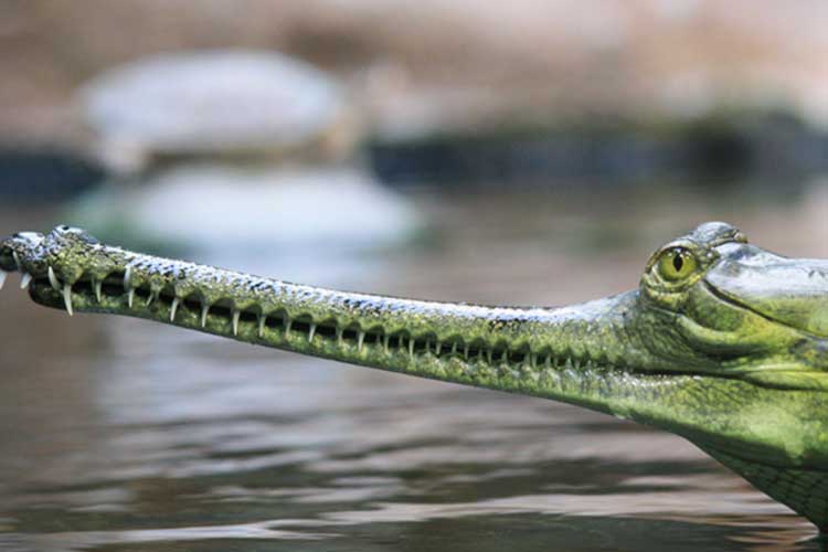 Odisha emerges as the only state with all three crocodile species. - The  National Bulletin