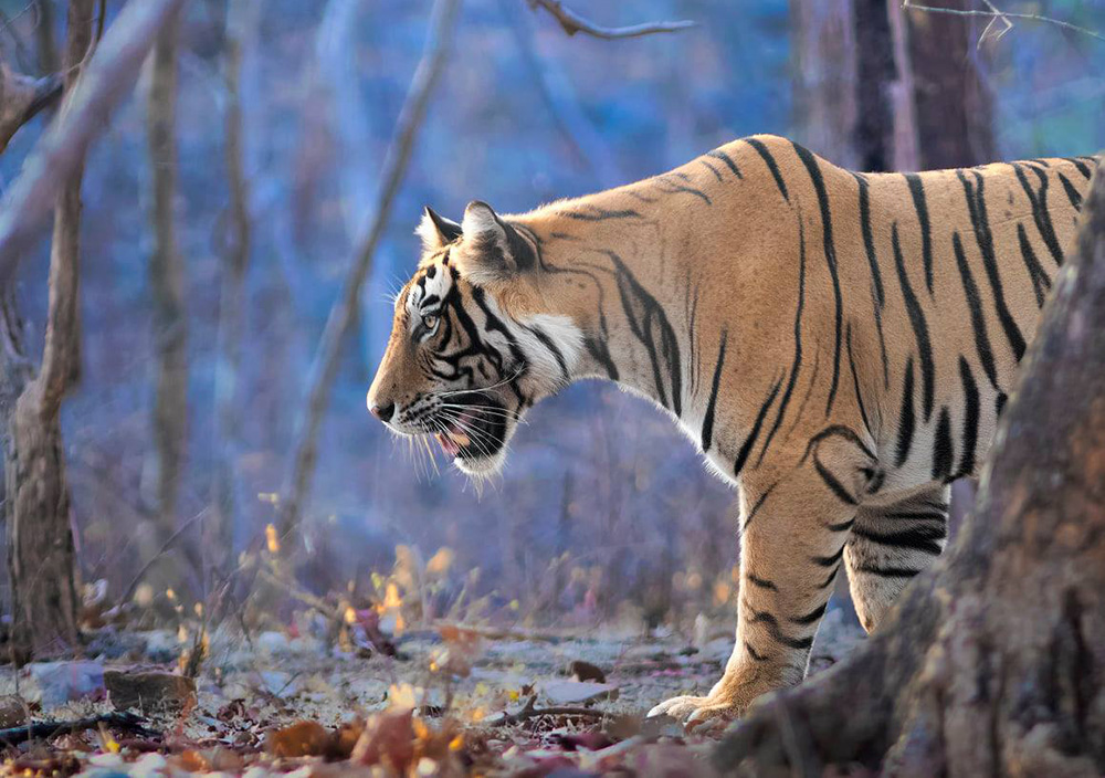 Govt to rope in private firms to improve 160 Zoos across the country