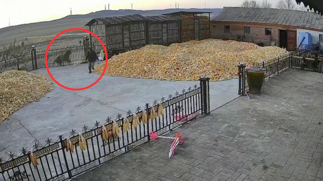 Caught on Camera: Chinese Farmer Escapes Wild Siberian Tiger Attack at Farm Gate