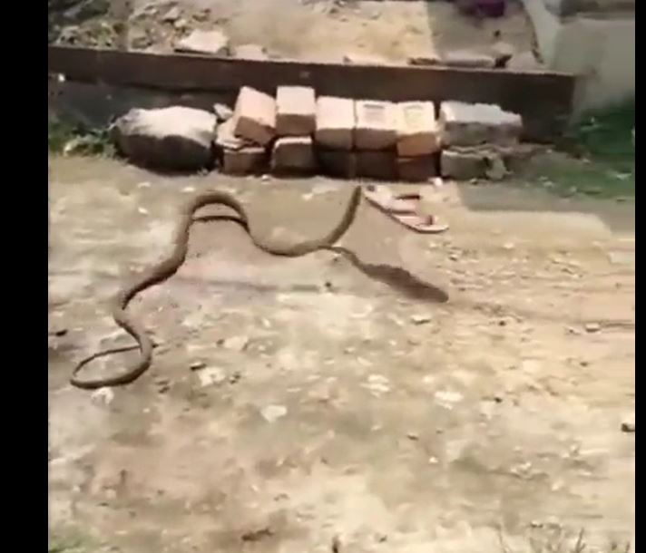 Watch Saanp Ka Video - Woman Throw Chappal On Snake He Ran With Slipper Viral Video