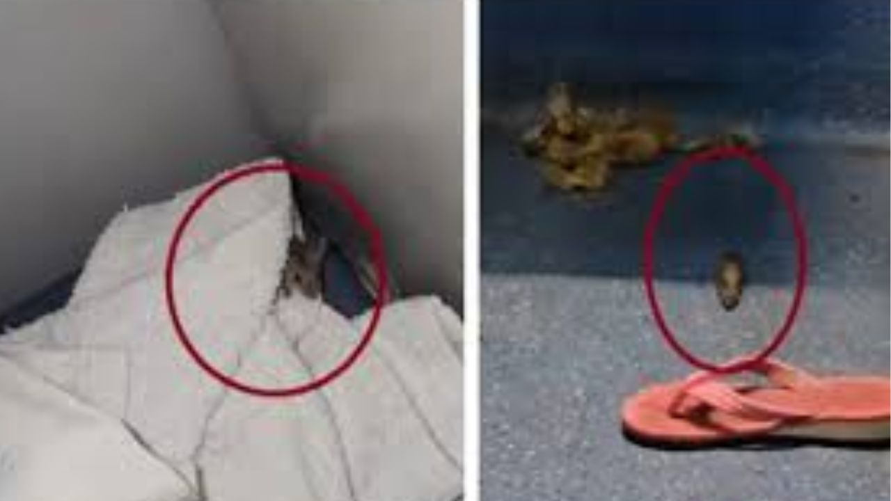 Viral Video Shows Rats Running Wild in AC Train Coach, Passenger Outraged