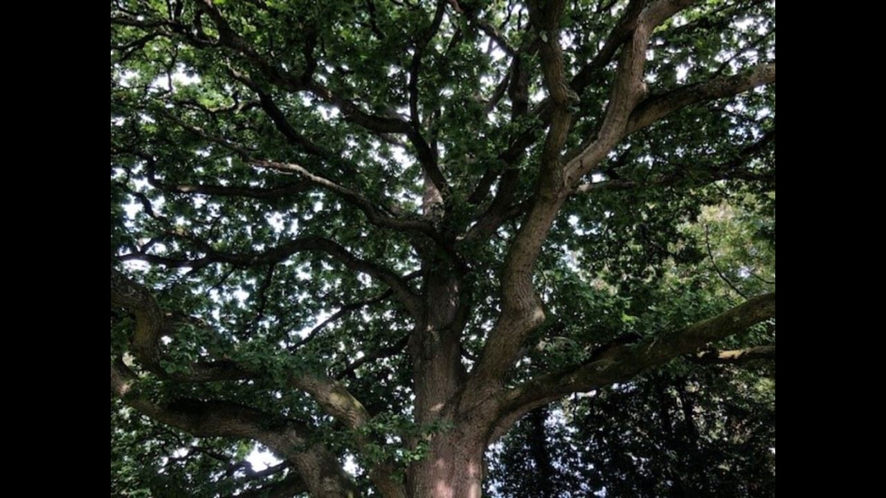 UP Govt Launches ‘Heritage Tree Adoption’ to Preserve 100-Year-Old Trees