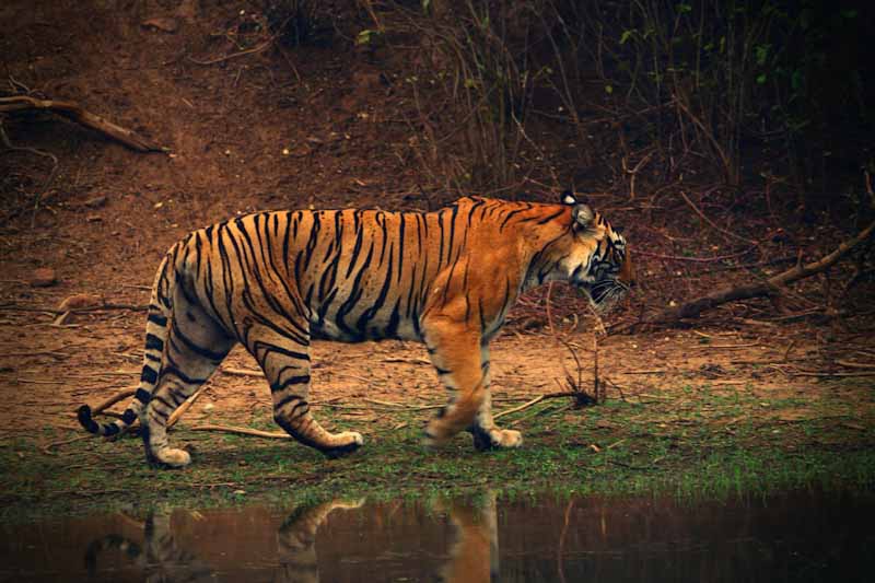 On international tiger day, increasing population of wild cats puts smile on wildlife lovers faces