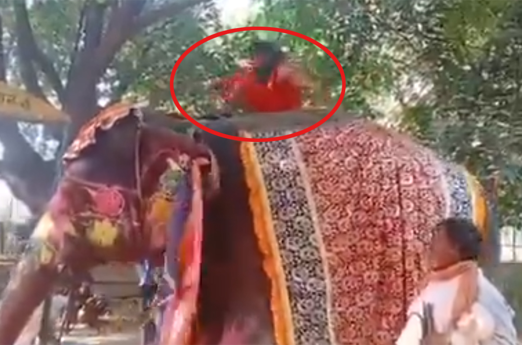 Baba Ramdev's Yoga stunt goes wrong, he falls off an Elephant