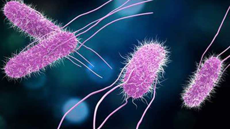Indian scientists develop microorganisms which can provide health aging