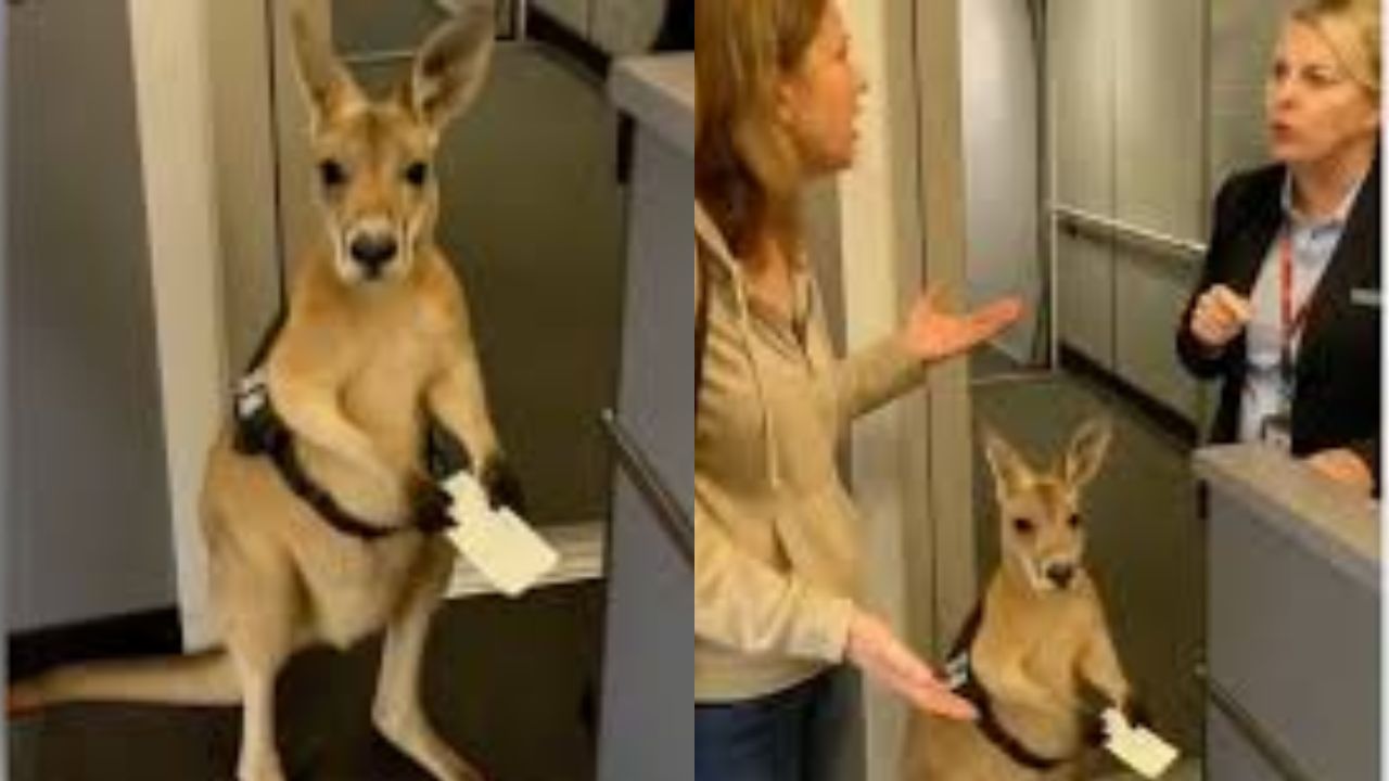 Truth Behind Viral Video of Kangaroo Holding Boarding Pass at Airport