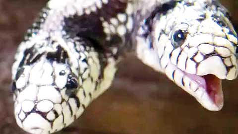 Five feet long snake found at Union Home Minister Amit Shah's residence