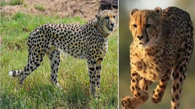 12 leopards brought from South Africa reached Kuno in Madhya Pradesh