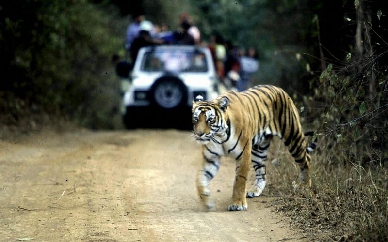 Ire of many animal rights activists: Commuters filming Tadoba tigers, hindering wildlife movement