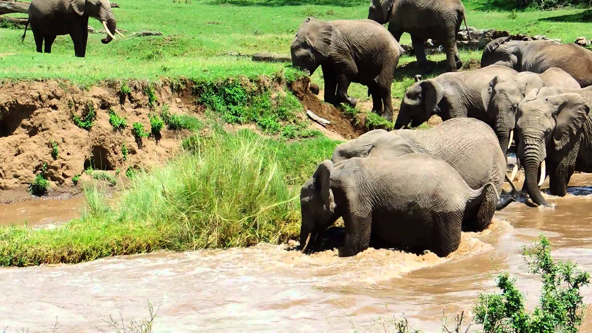 World Elephant Day: Video of this Elephant Family trying to save its Baby from Fierce River Current will give you Goosebumps 
