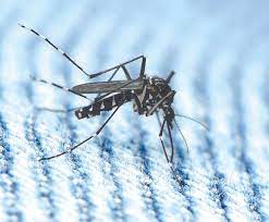 Dengue: Corona reduced, dengue havoc continues in many districts
