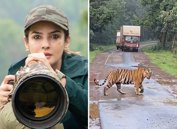 Raveena Tandon Clarifies on Her Tiger video controversy: Says 'No one can guess how the tiger reacts'