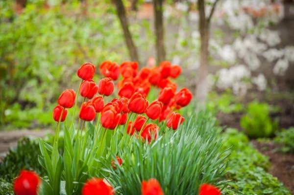 G20 Summit: Delhi will rise before the G20 summit, foreign flowers being planted for beautification