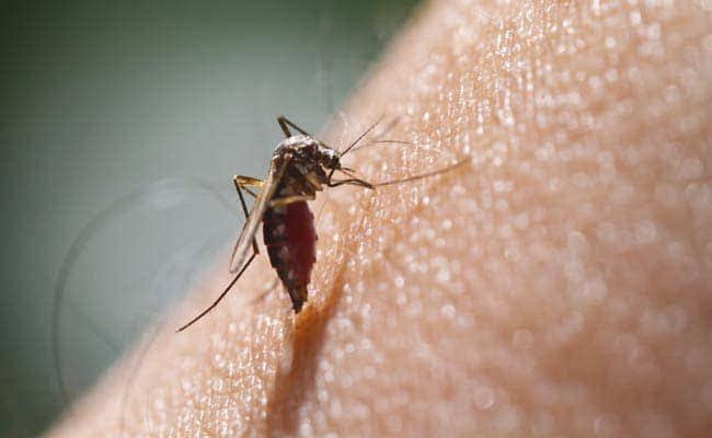Dengue unbridled in Delhi, 531 new patients found in a week, maximum cases in these 4 areas