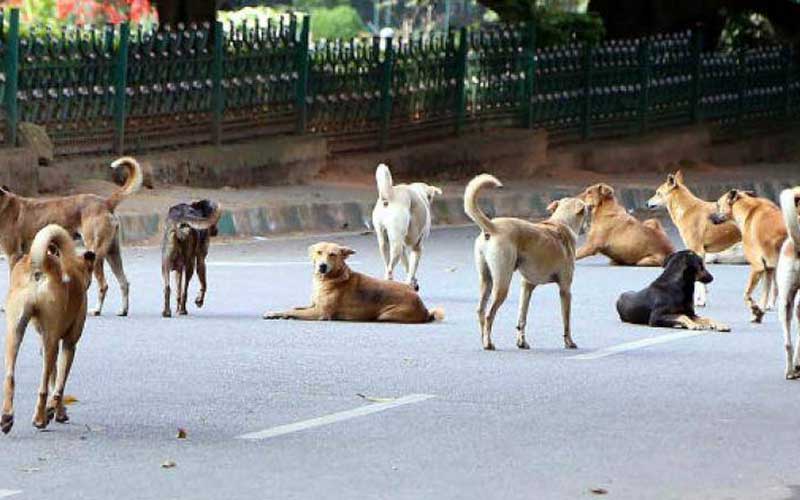 Odisha CM Naveen Patnaik allocates Rs 60 lakh to provide food to stray animals during lockdown