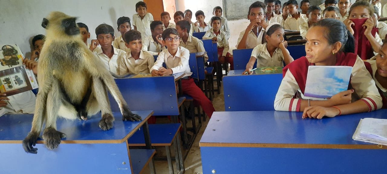 Monkey Viral Video - Langoor Attending Classes with Students in Hazaribagh Watch in Jharkhand