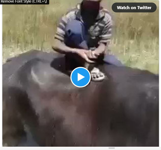Funny Viral Video - Child Singing Mujhse Shaadi Karogi Song on Sitting on a  Buffalo - Watch Video - The National Bulletin