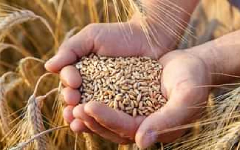 After the ban on export of wheat, loaded trucks and ships stranded at the port of Gujarat