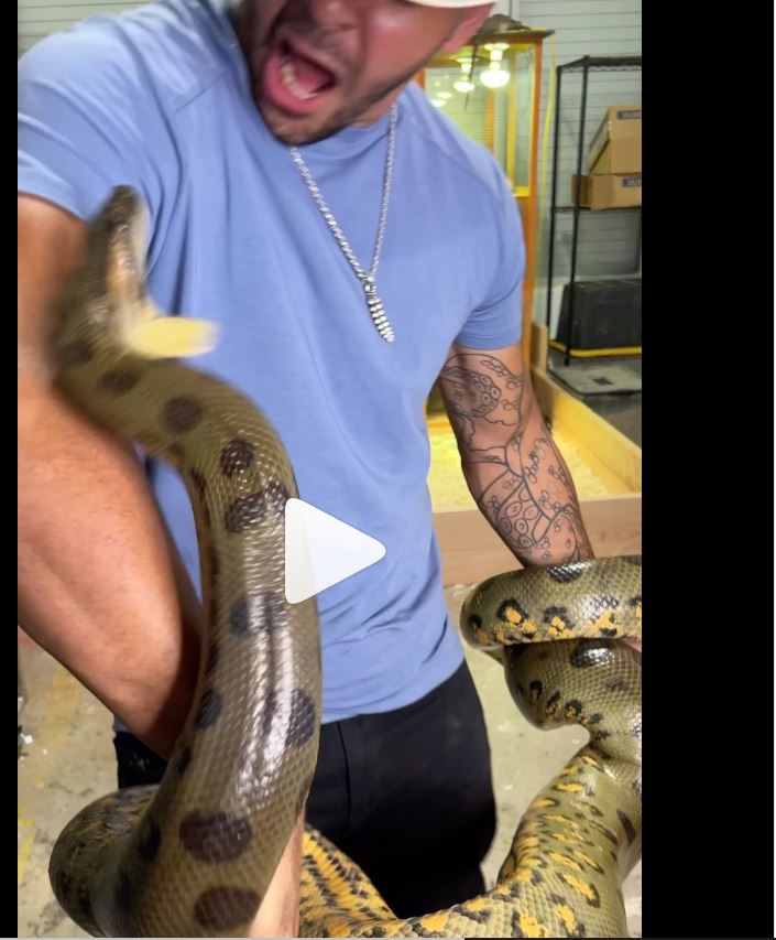 Watch Big Anaconda Snake Bitten Man on His Hand - Video Goes Viral on Social Google Trending Video