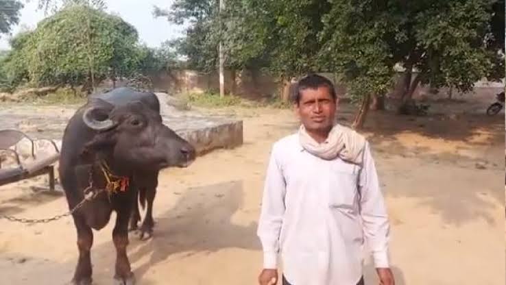 Buffalo refuses to be milked on suspicion of witchcraft: Farmer MP files police report