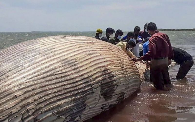 Fire-Ravaged Ship killed numerous sea creatures: Sri Lanka