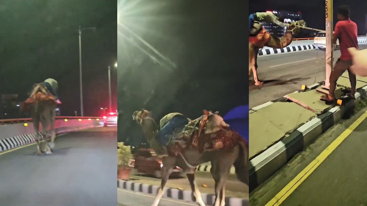 Drunk Camel Rider Sparks Chaos on Hyderabad Highway: Viral Video Raises Safety Alarm