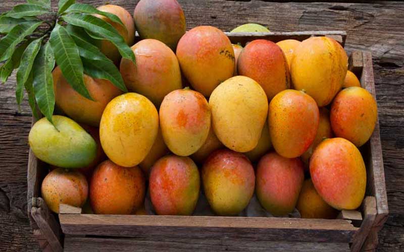 Indian mangoes to reach US market once again after two years 