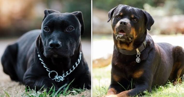 Rottweiler and Pitbull breed dogs banned in Kanpur, Uttar Pradesh