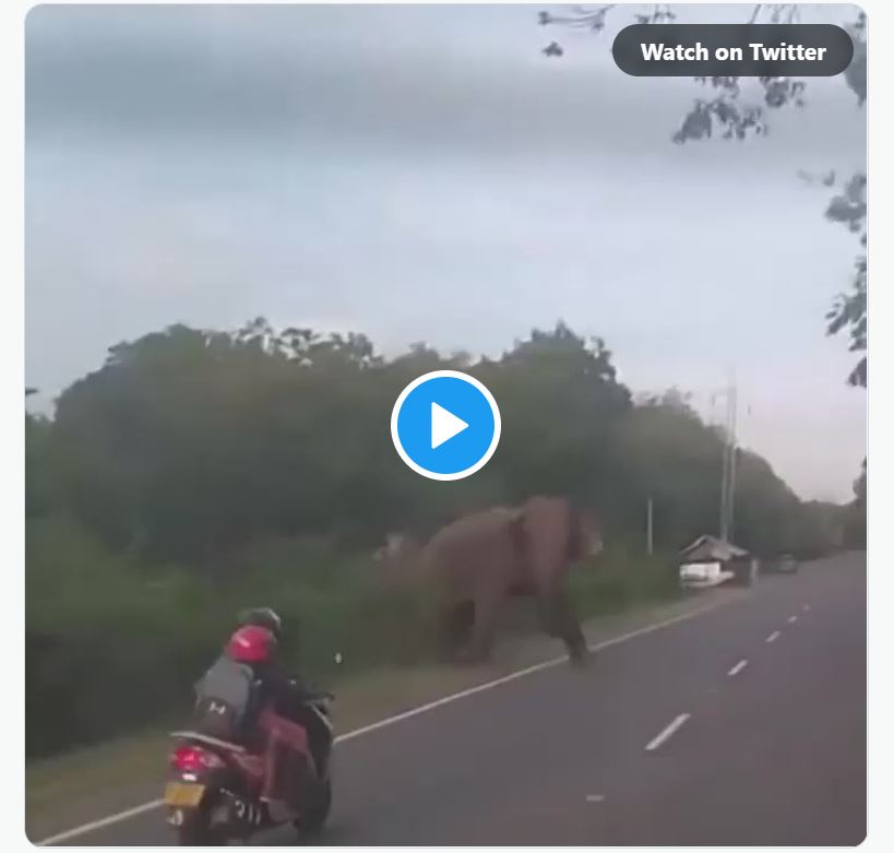 Watch Viral Video - Woman Scooty Driver Rider Almost Hits Elephant Crossing Road Video Gets Viral Of Indian