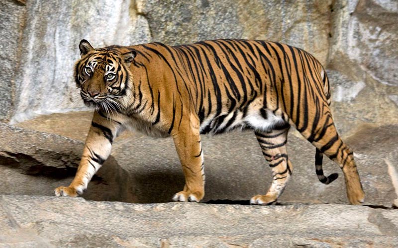 Media reports on tigers’ death are lopsided views: Govt
