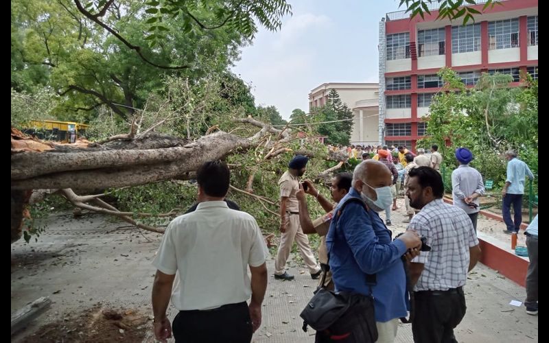 Giant Tree Falls in a Chandigarh school, One School Girl Dead, Many Injured  