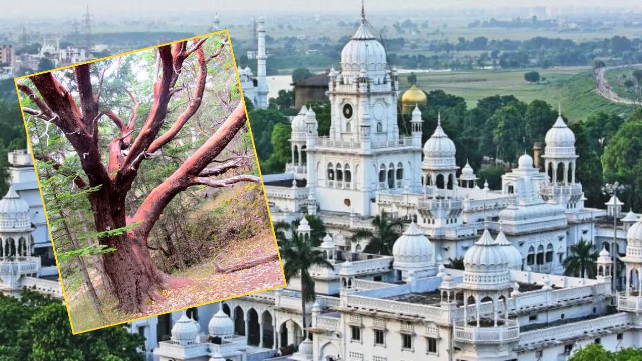 Sandalwood Tree Worth Lakhs Stolen from KGMU VC’s Residence in Lucknow | UP Crime