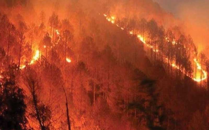 Forest Fire Ravaged Mizoram, Destroying Vast Tracts of Land and Vegetation