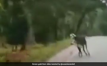 Viral video: Bull scares off a tiger , internet shocked