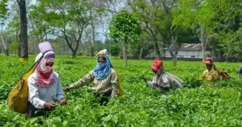 Assam Government buckles under pressure of Rahul Gandhi announcement increases Wages of Tea Workers