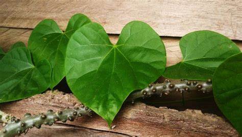 Ayurvedic herb Guduchi doesn’t cause liver damage: Govt
