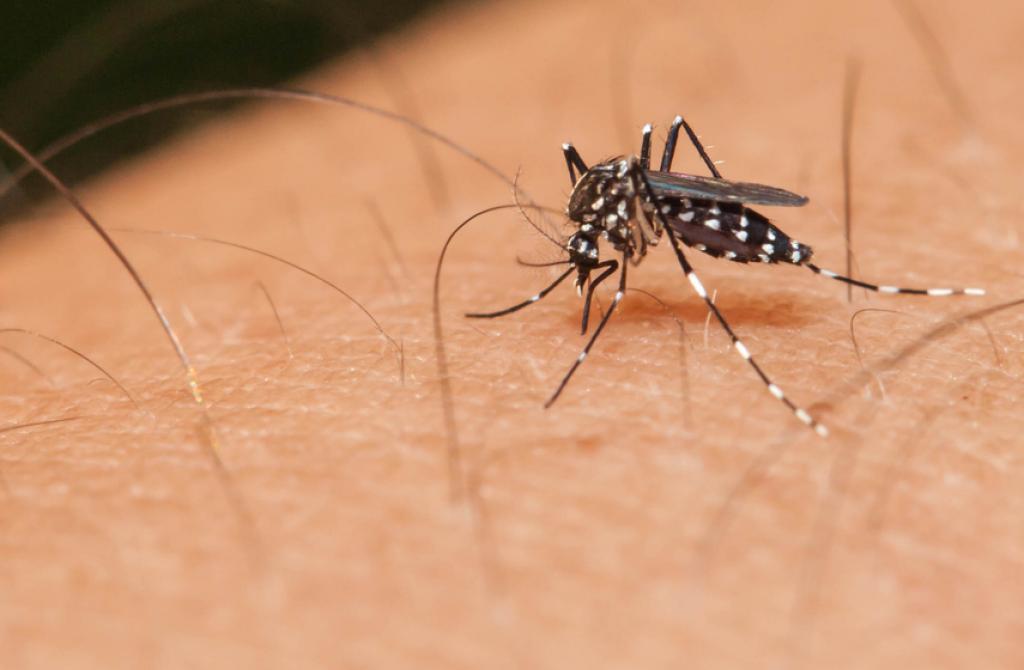 Indian Scientists may come up with a Dengue DNA Vaccine for the first time