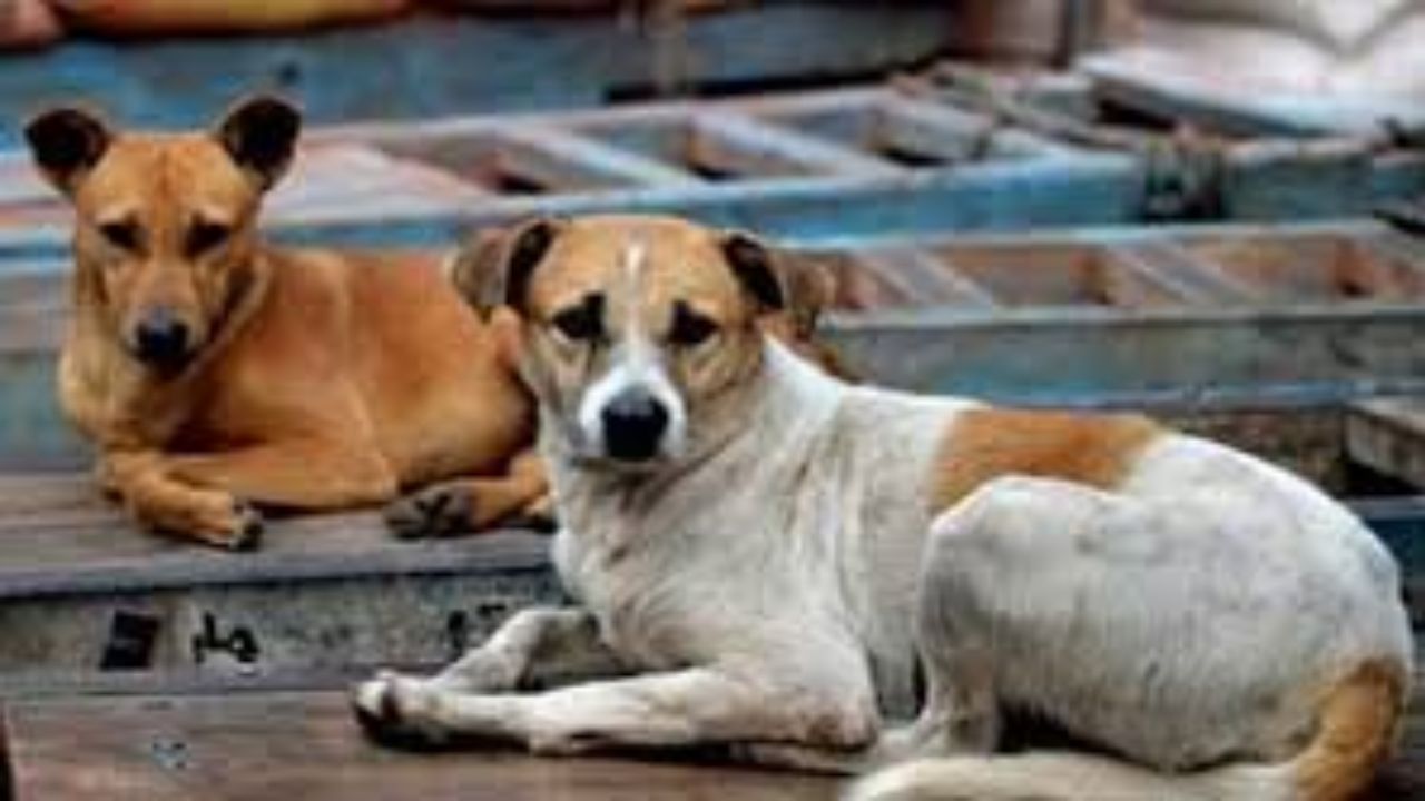 ‘Lives of 3 Lakh Dogs’: Rekha Gupta Attacker’s Shocking Claim Surfaces