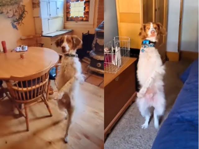 Dog who lost leg in accident now walks like a human: Viral Video.