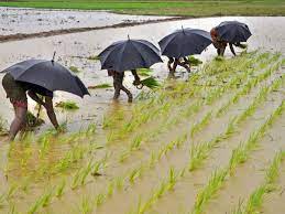 Meteorological Department predicts normal rainfall this year: Means grain yield will be good