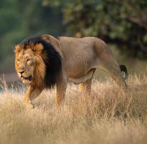 PM Greets All Those Passionate About Lion Conservation On World Lion Day