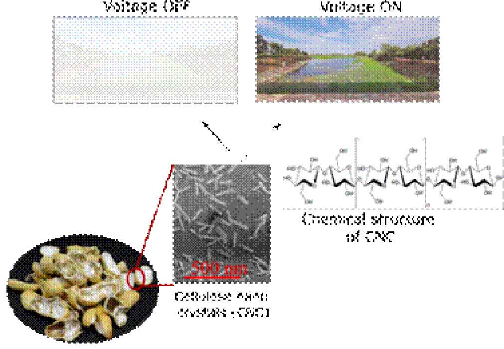 Indian scientists develop energy efficient smart screens from discarded groundnut shells