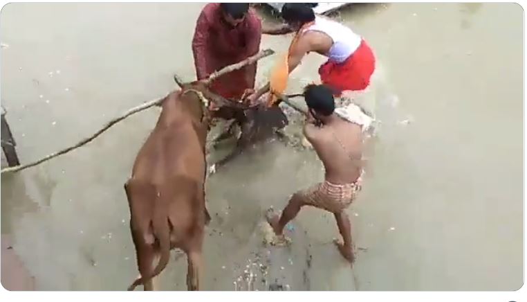 Kanpur News - Pitbull Dog Attacked on Cow was Saved by Public Video Goes Viral on Social