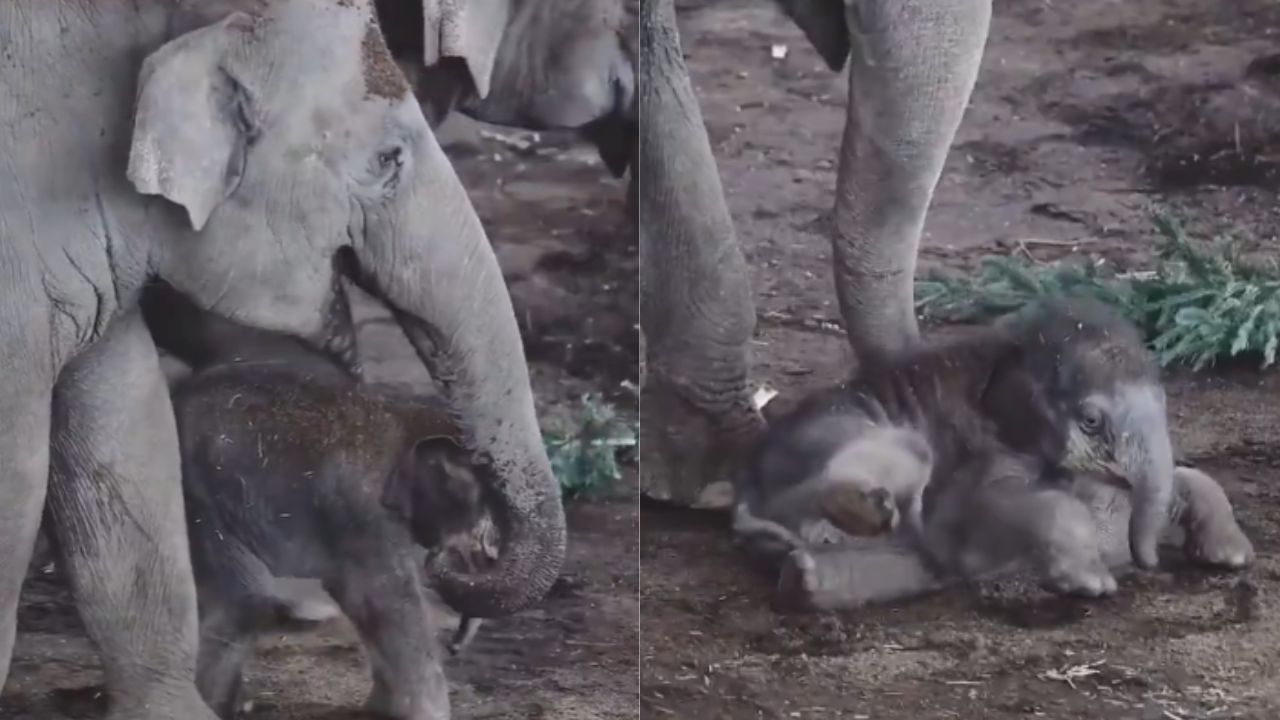 Baby Elephant Gets Adorable Wake-Up Call From Fellow Jumbo: ‘Chotu Overslept’