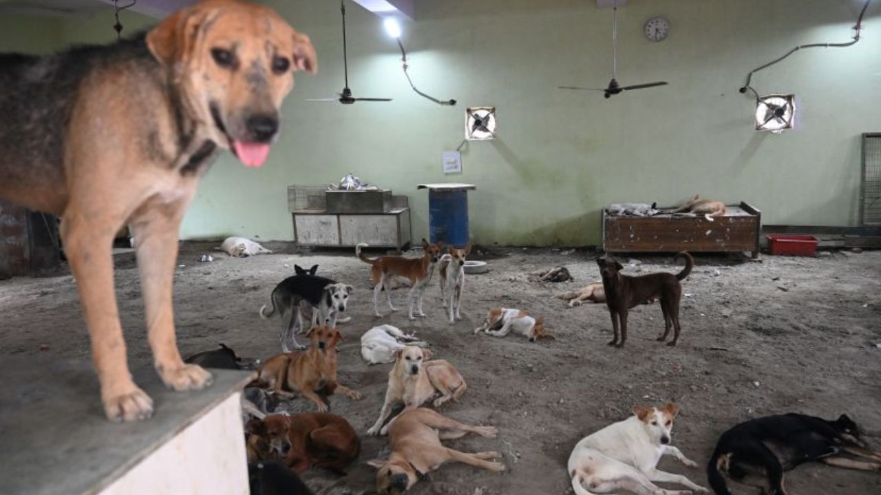 One Million Stray Dogs in Delhi Regain Right to Roam After Supreme Court Verdict